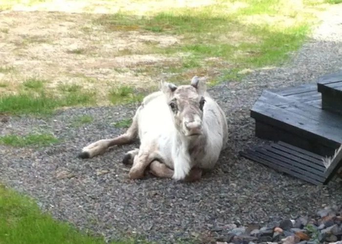 Forest Ranger's House, Authentic Lappish Atmosphere * Äkäslompolo