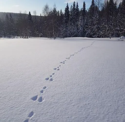 Forest Ranger's House, Authentic Lappish Atmosphere Äkäslompolo